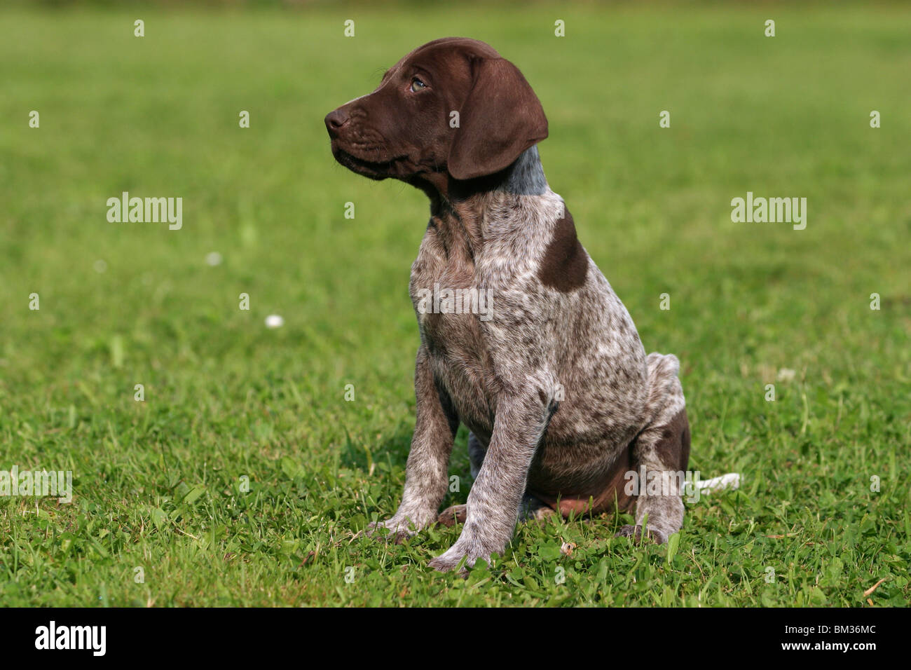 deutsch kurzhaar puppies for sale