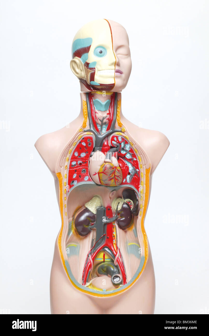 Anatomy model, white background Stock Photo