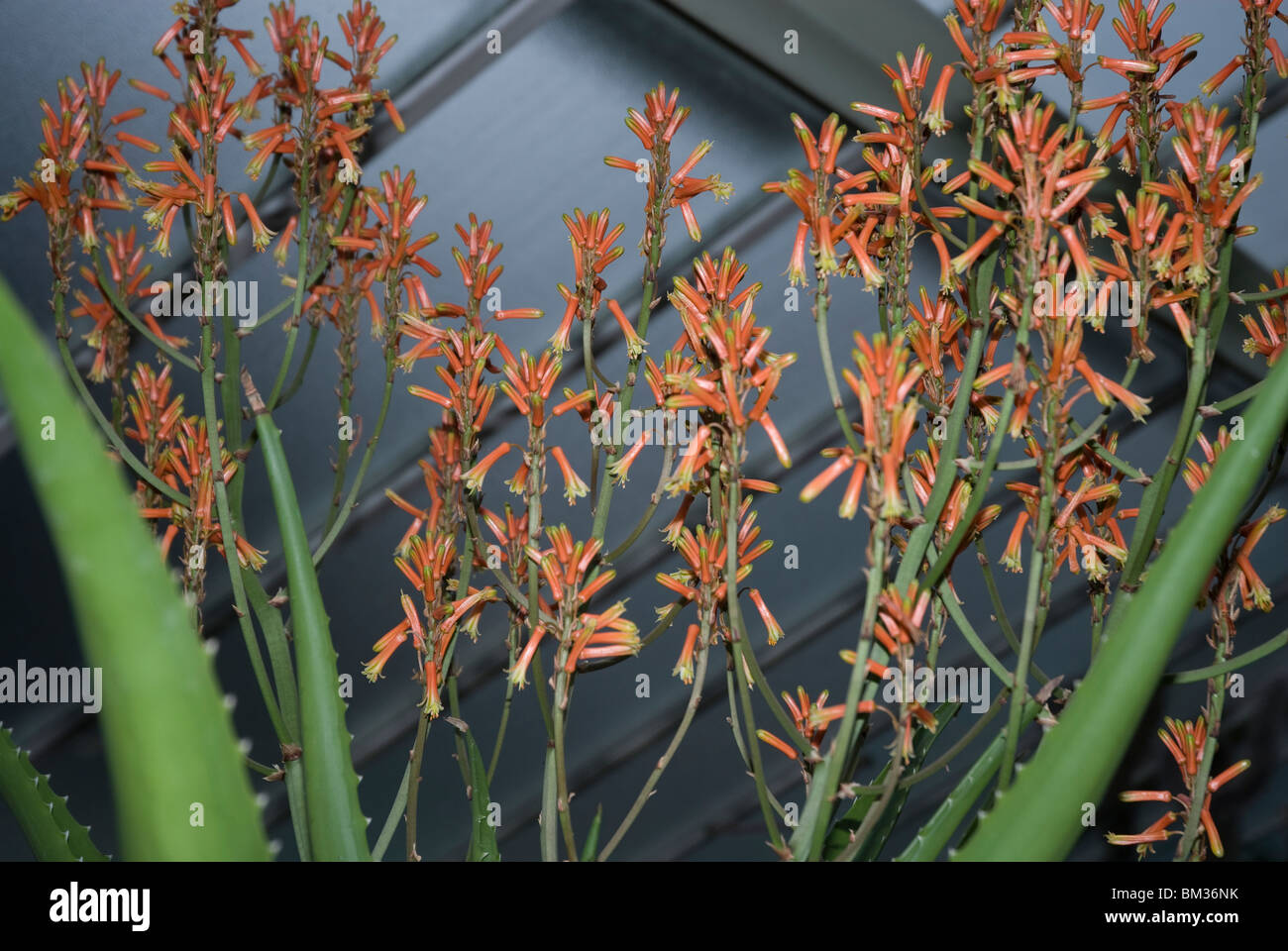 Aloe Vaombe with orange flower spikes growing in a greenhouse in West London UK Stock Photo