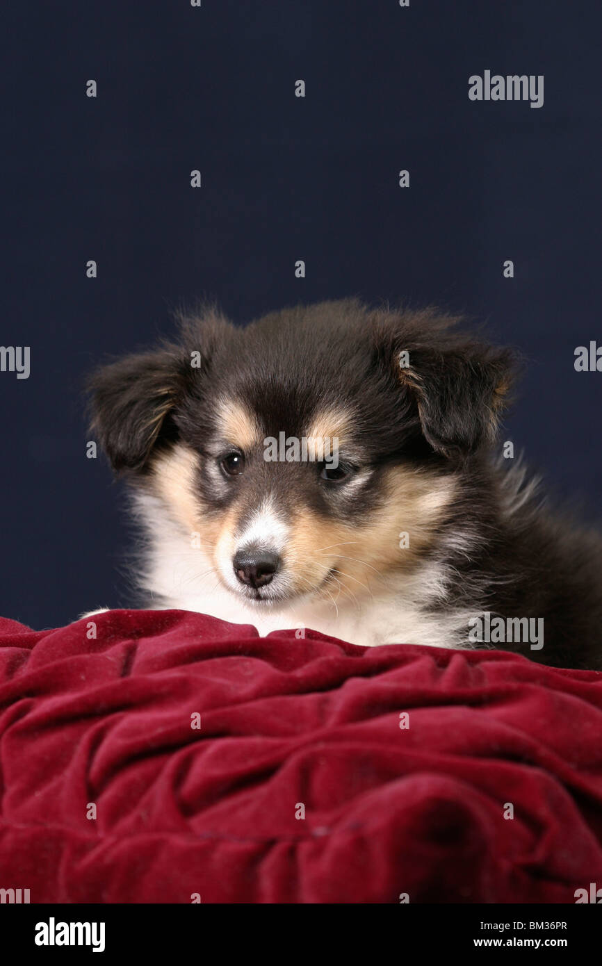 Sheltiewelpe auf Kissen / sheltie puppy Stock Photo