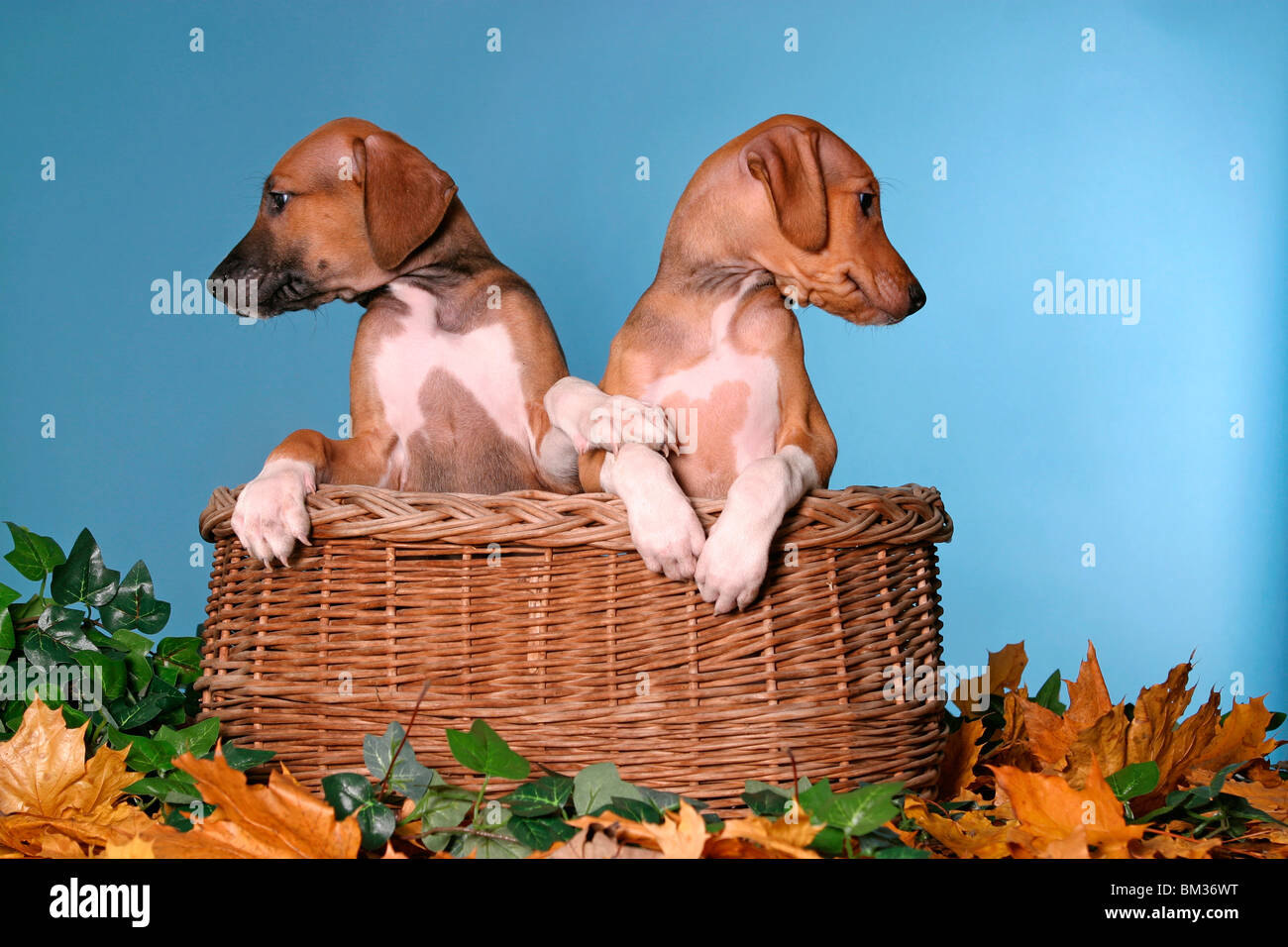 Azawakh Welpen / Azawakh puppies Stock Photo - Alamy