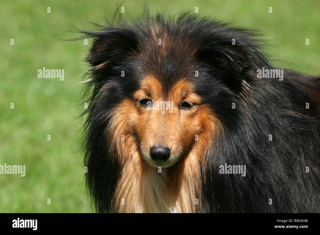 Shetland Sheepdog Portrait Stock Photo - Alamy