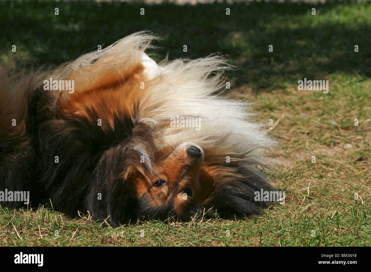 Sheltie beim wälzen / wallowing Sheltie Stock Photo