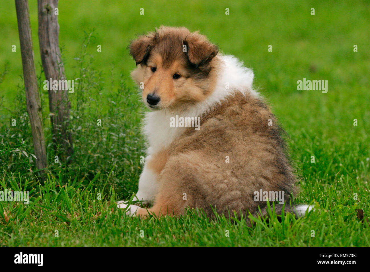 Collie Welpe sitzt im Gras / sitting Collie puppy Stock Photo