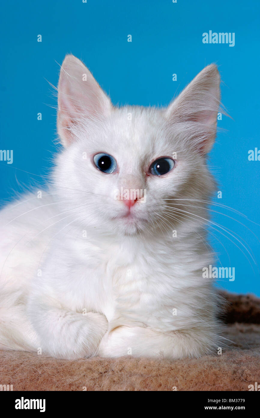 weiße Katze / white cat Stock Photo