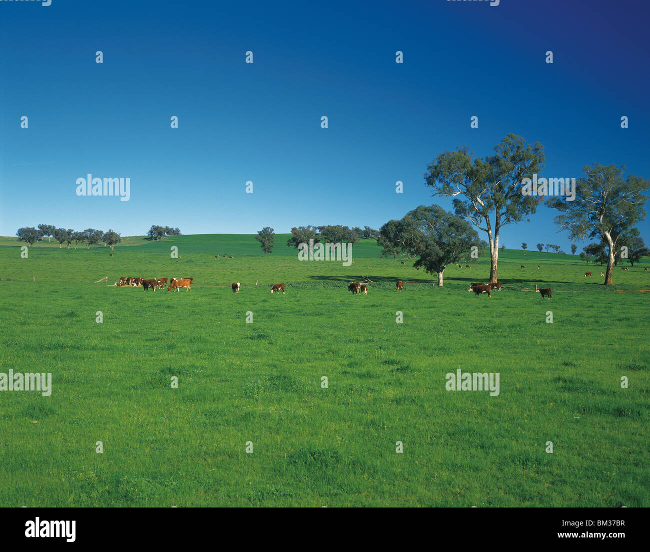 Over grazing australia hi-res stock photography and images - Alamy