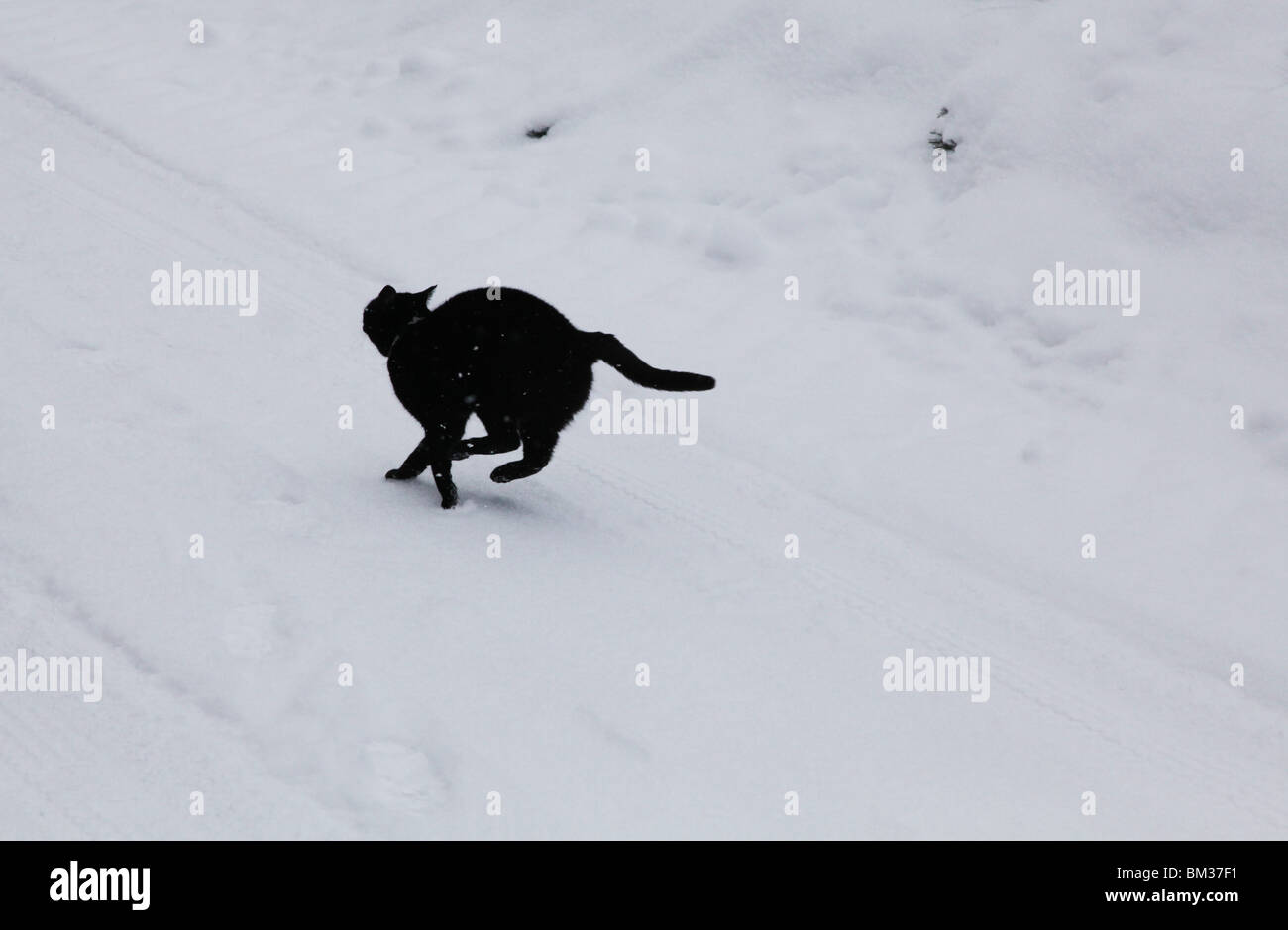 BLACK CAT SILHOUETTE RUNNING IN SNOW SYMBOLIC BAD LUCK: Black cat runs in snow Sweden winter silhouette Stock Photo