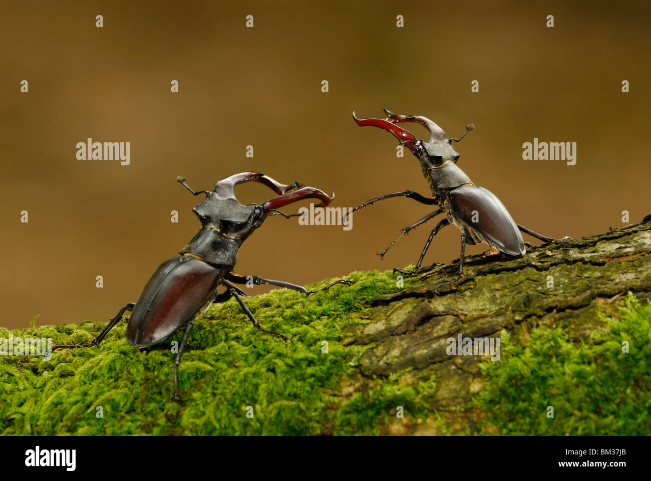 Stag Beetle (Lucanus cervus). Three males wrestling over female on mossy oak in woodland habitat, Netherlands. Stock Photo