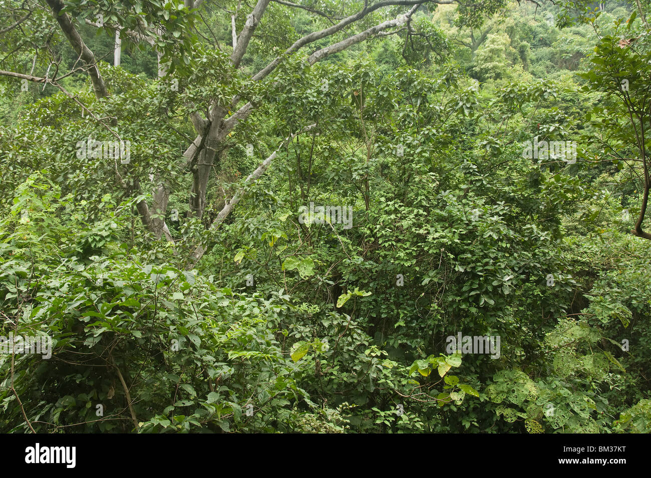 Dry Tropical forest, Guayaquil, Ecuador Stock Photo Alamy