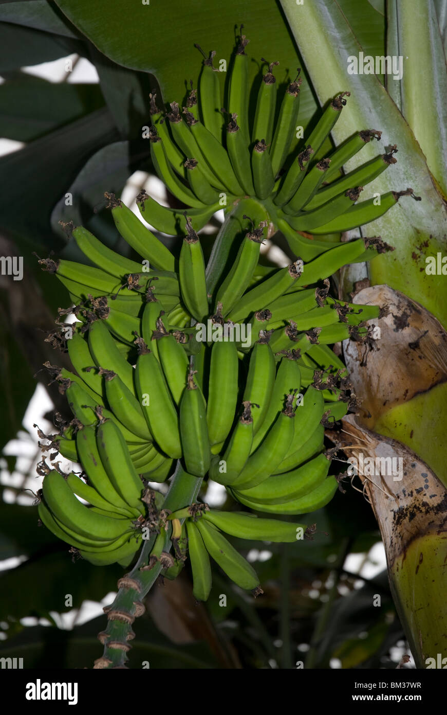 Bunches of ripe bananas growing on a banana tree in a greenhouse in West London UK Stock Photo