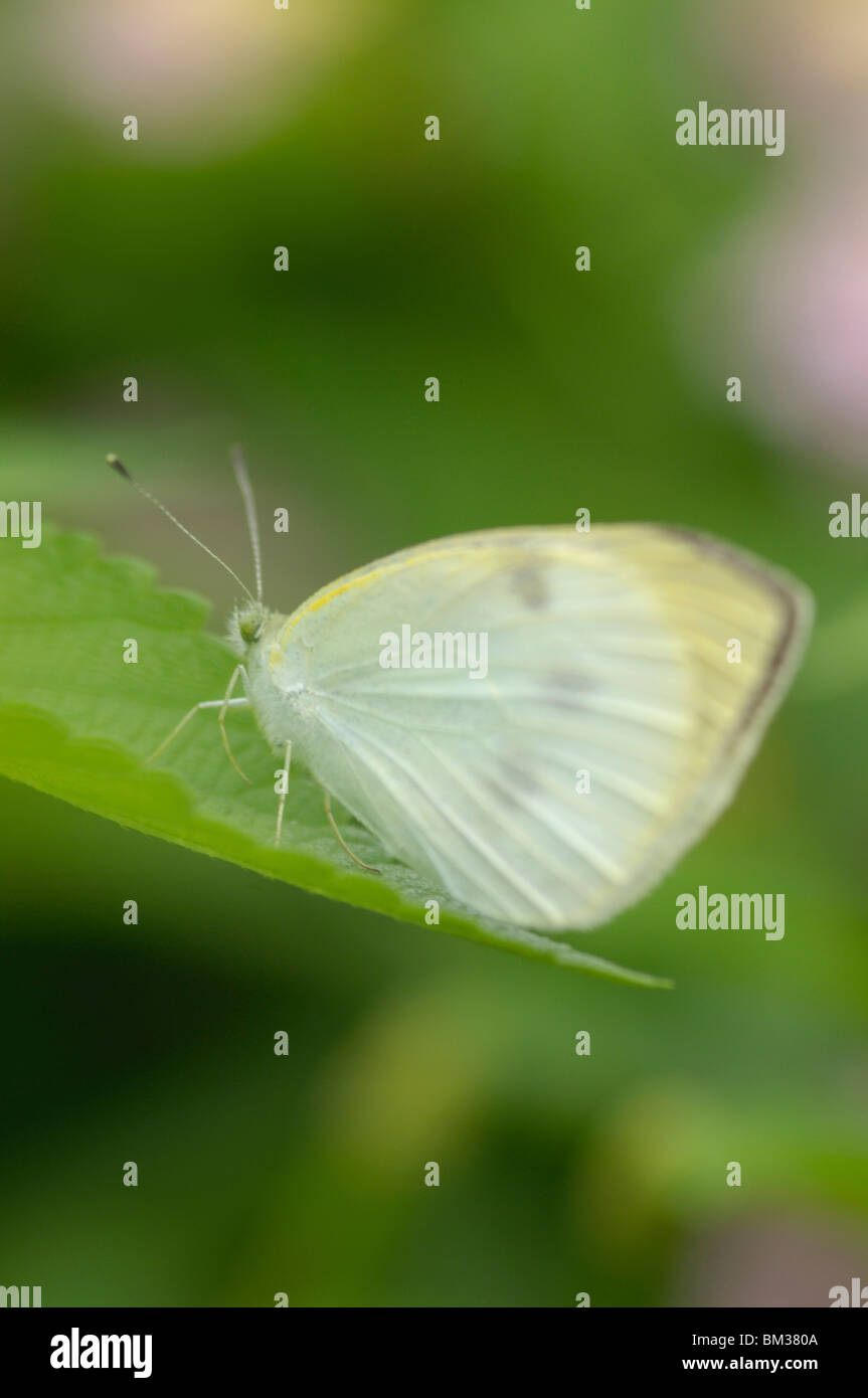 A cabbage butterfly, Pieris rapae Stock Photo - Alamy