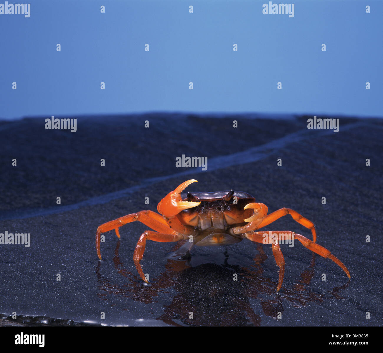 Japanese river crab Stock Photo Alamy