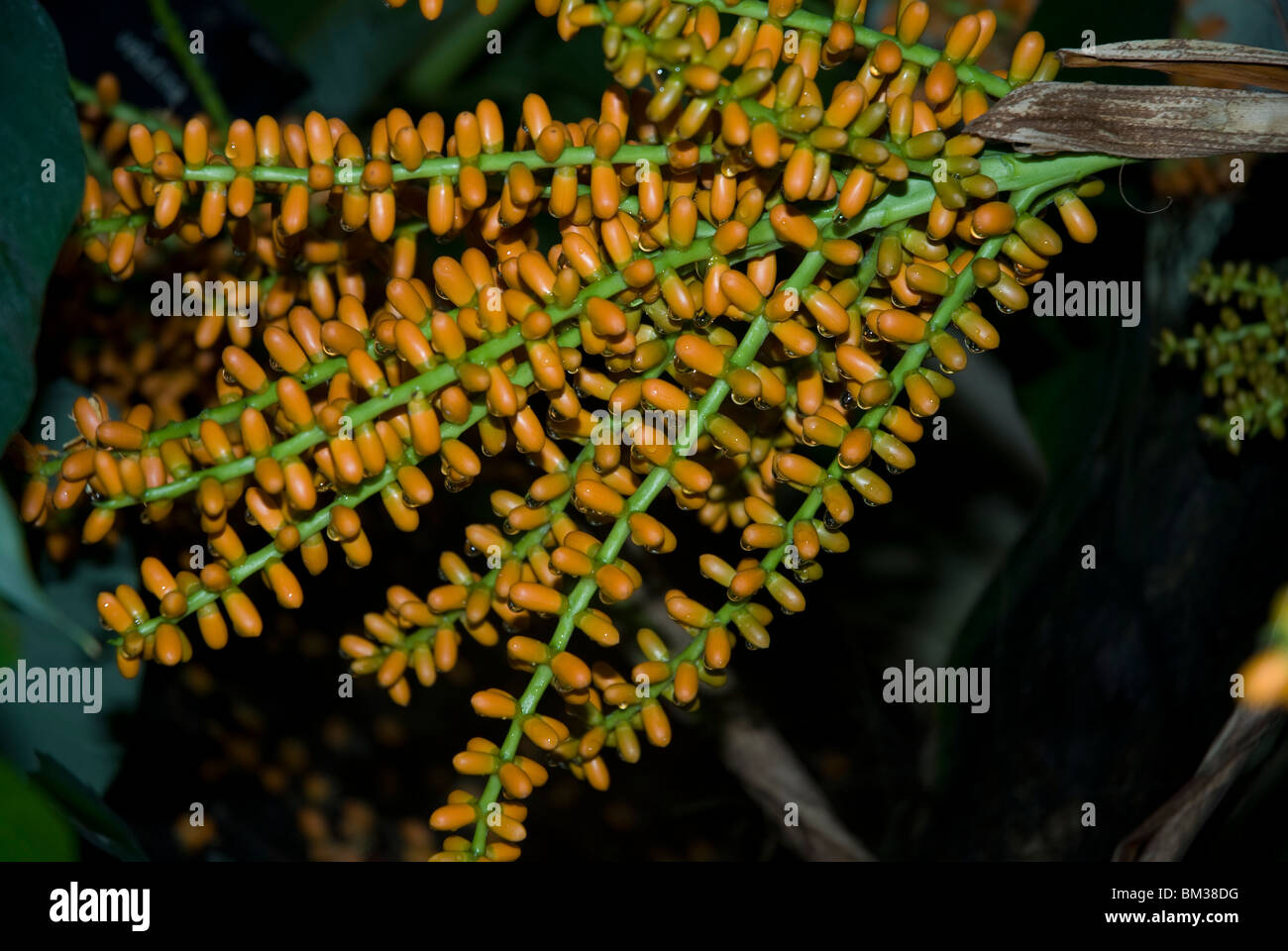 Bright orange stalks of ripening fruits of the Arenga engleri palmae West London Stock Photo