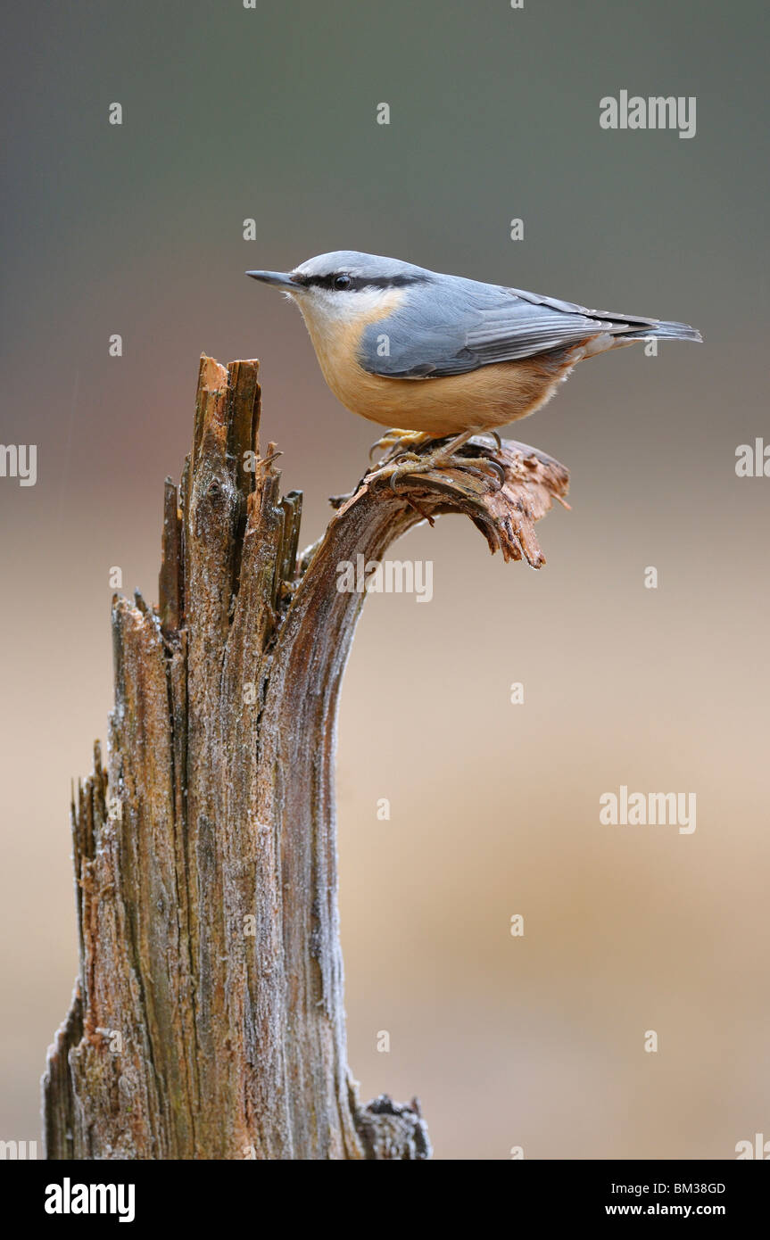 Nuthatch (Sitta europaea) perched on a broken-off upright branch, Netherlands. Stock Photo