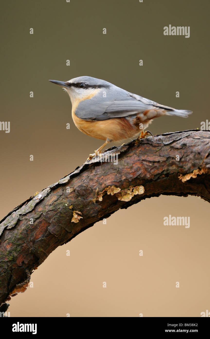 Nuthatch (Sitta europaea) perched on pine branch, Netherlands. Stock Photo