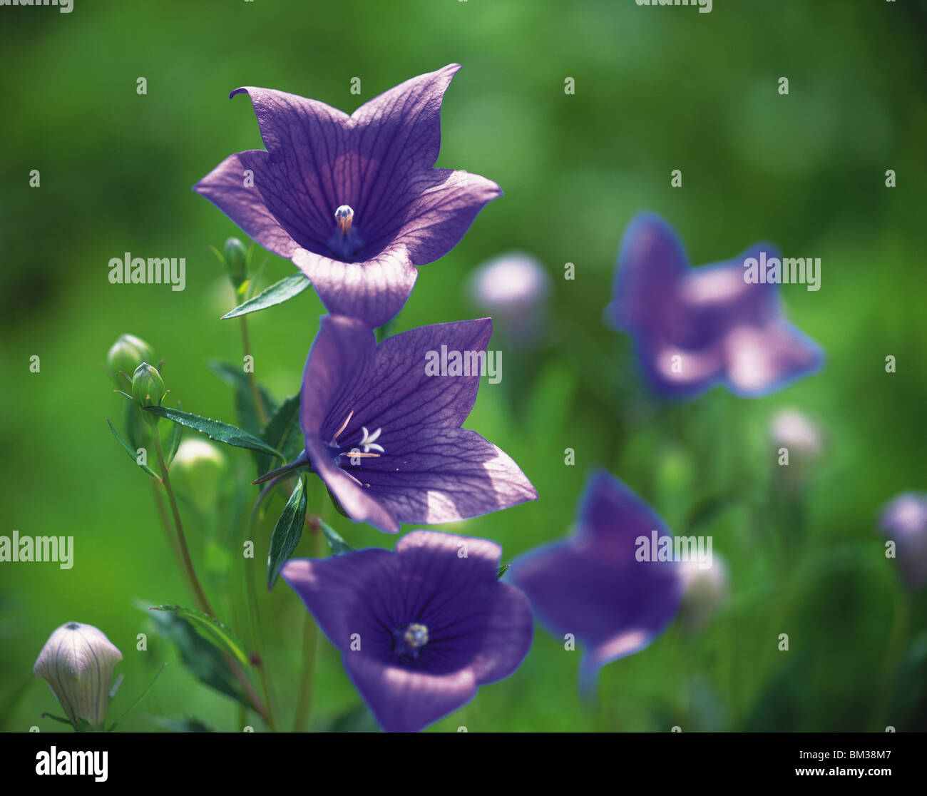 Bud purple flower hi-res stock photography and images - Alamy