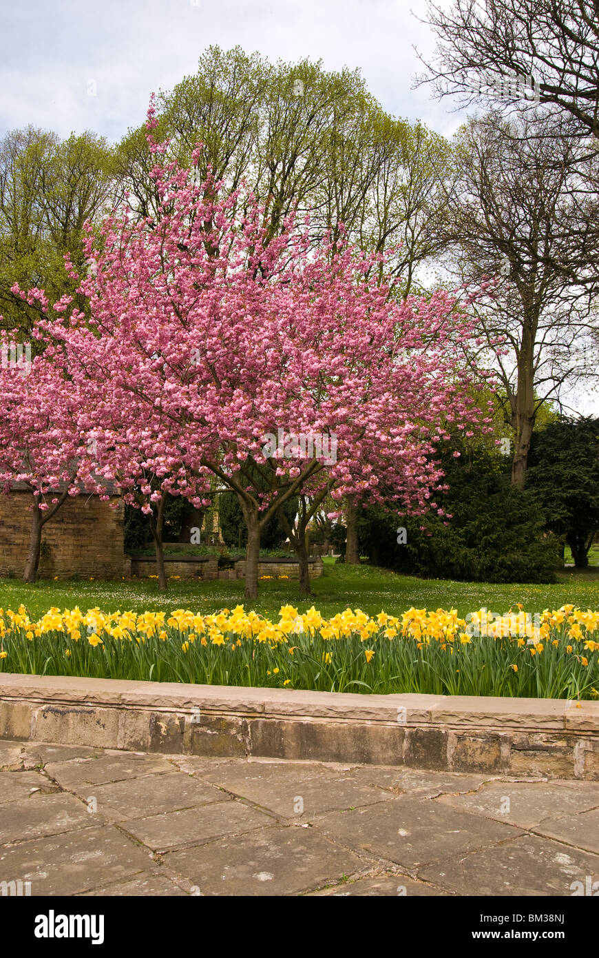 Candy floss tree hires stock photography and images Alamy