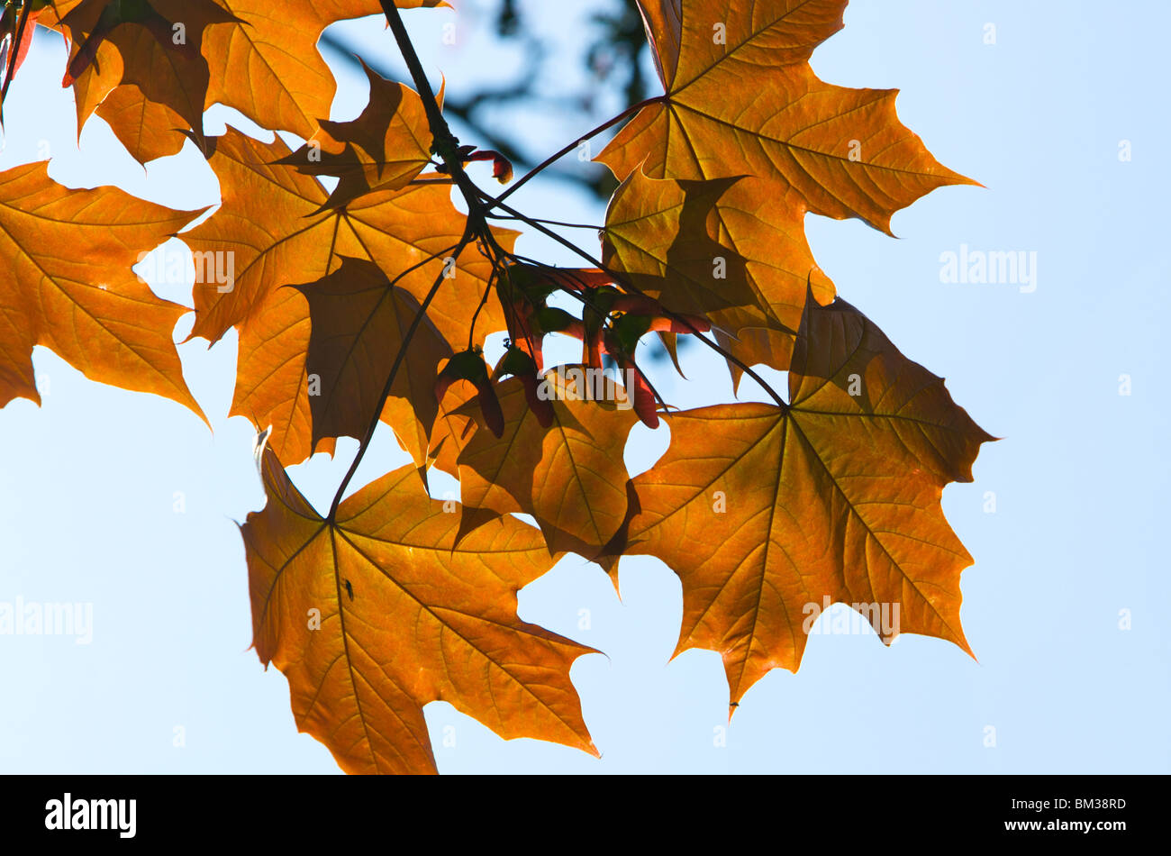 Blue leaves hi-res stock photography and images - Alamy