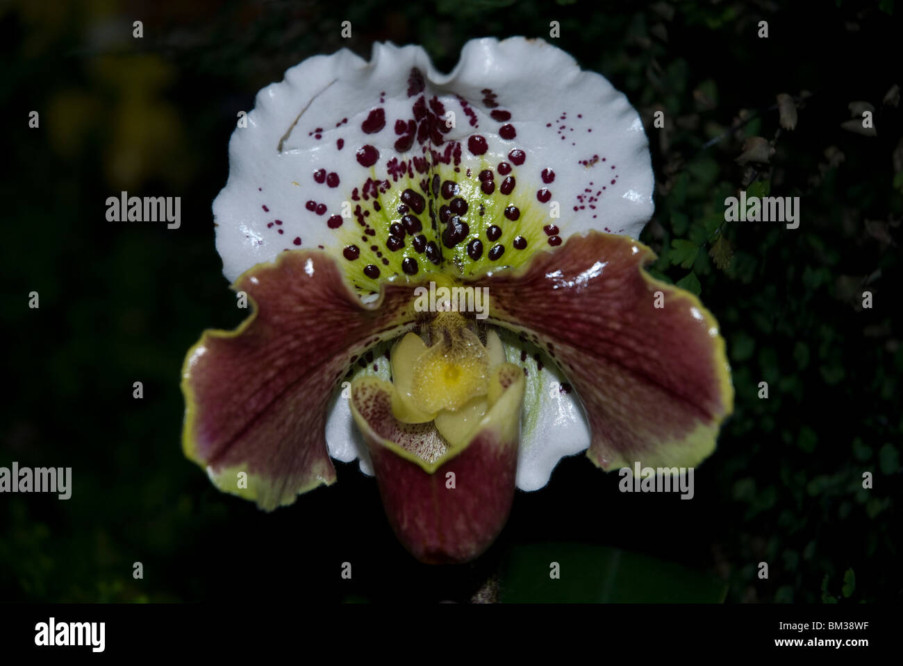 Paphiopedilum or Lady Slipper orchids growing in a greenhouse in West London UK Stock Photo