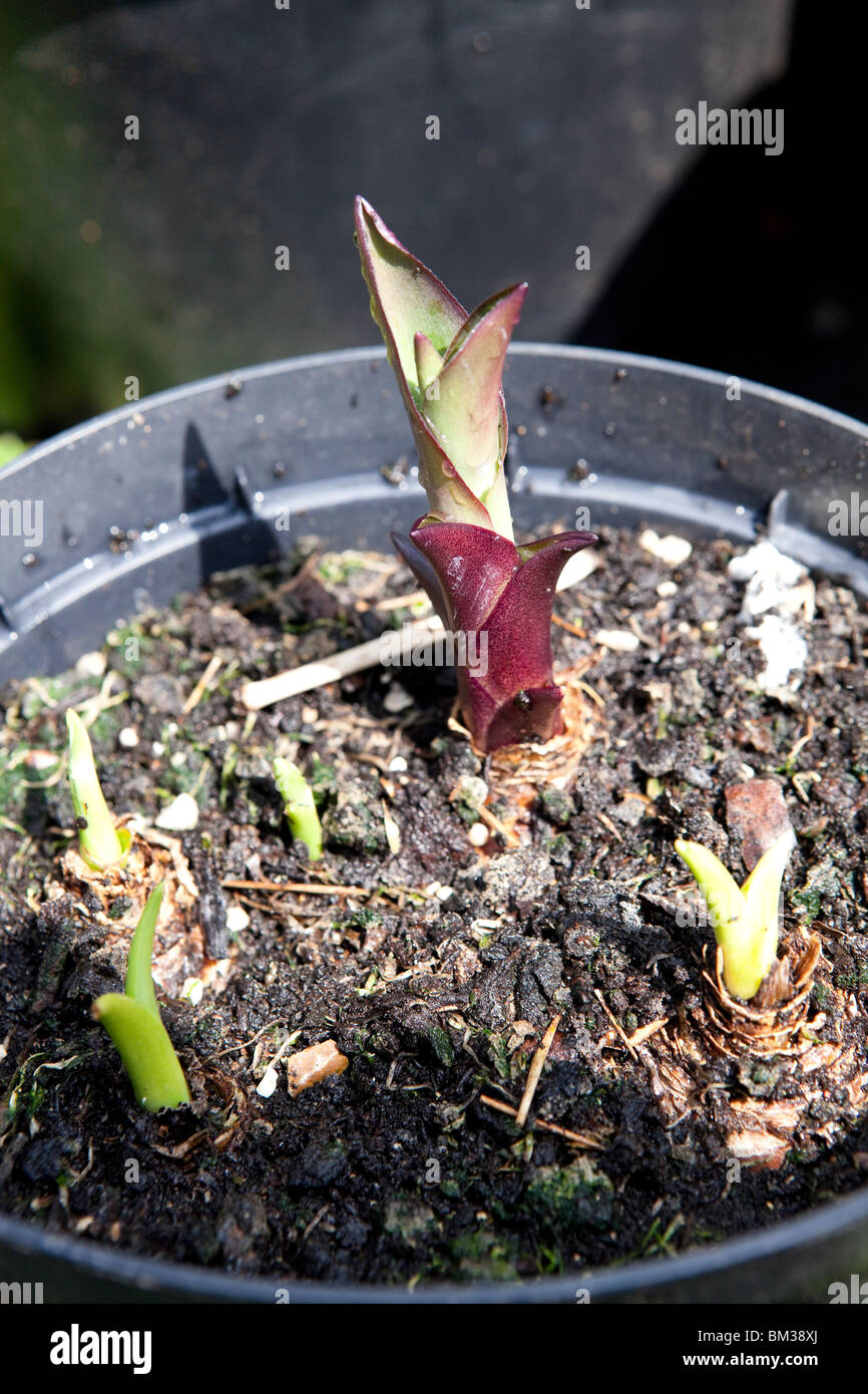 Pineapple lily bicolor) hires stock photography and images