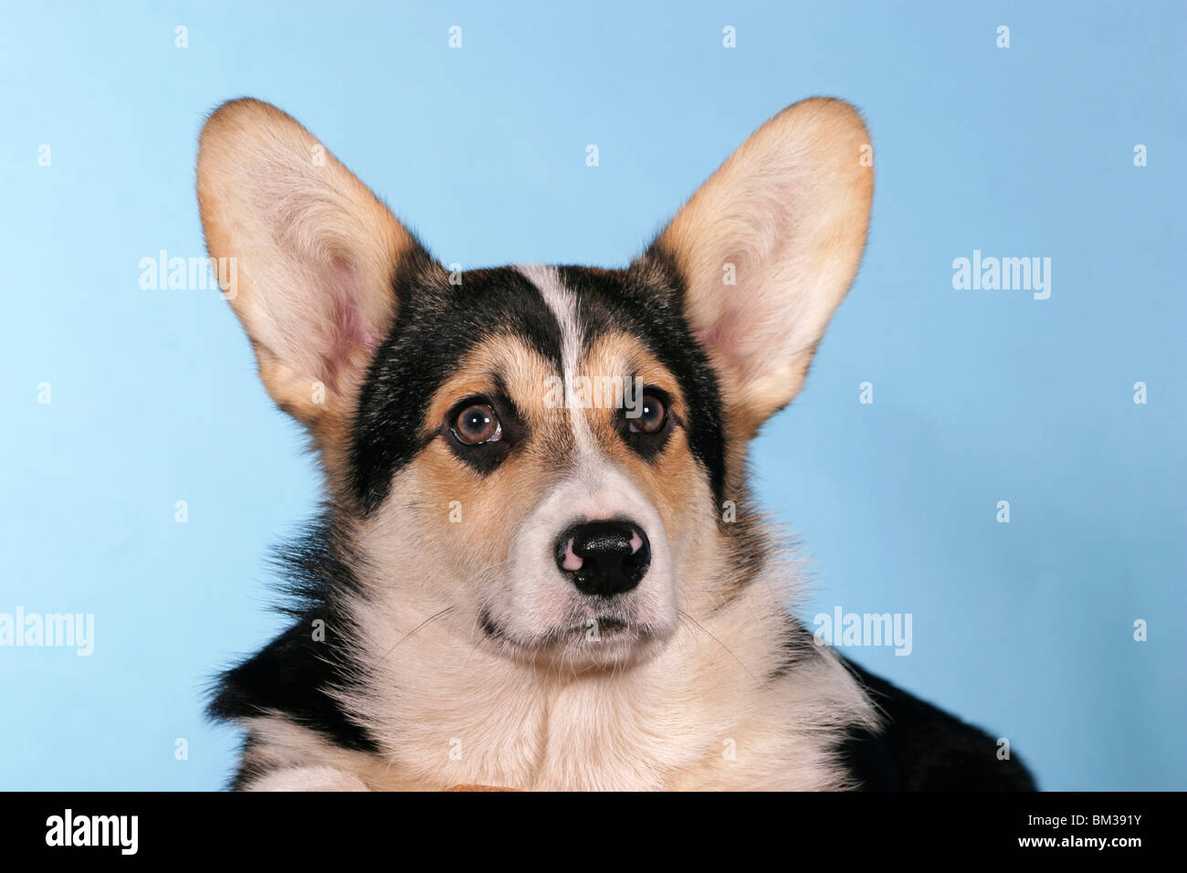 Welsh Corgi Pembroke Portrait Stock Photo - Alamy