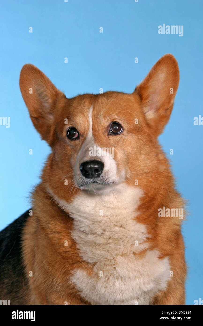Welsh Corgi Pembroke Portrait Stock Photo - Alamy