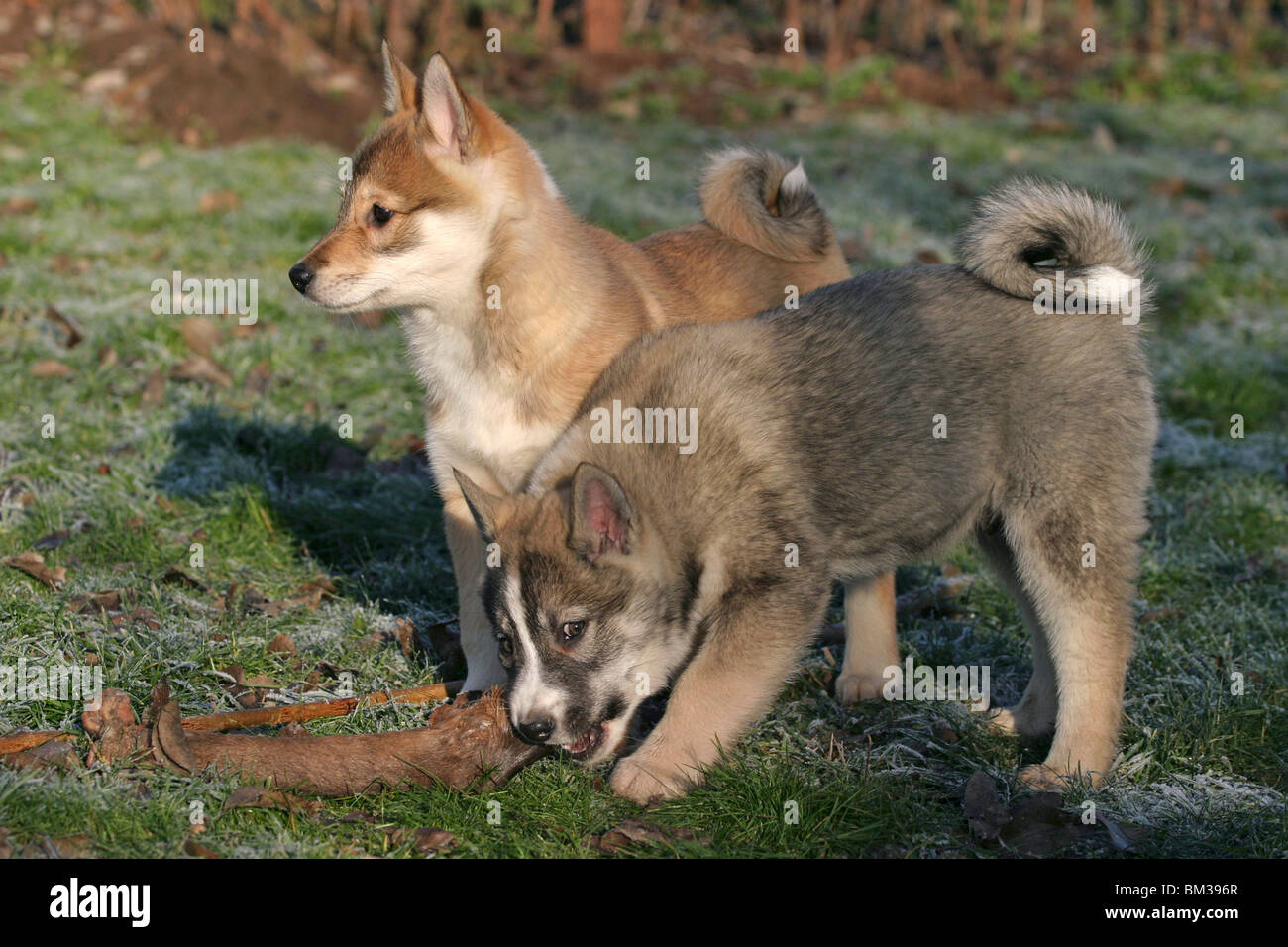Westsibirischer Laika Welpen / laika puppies Stock Photo