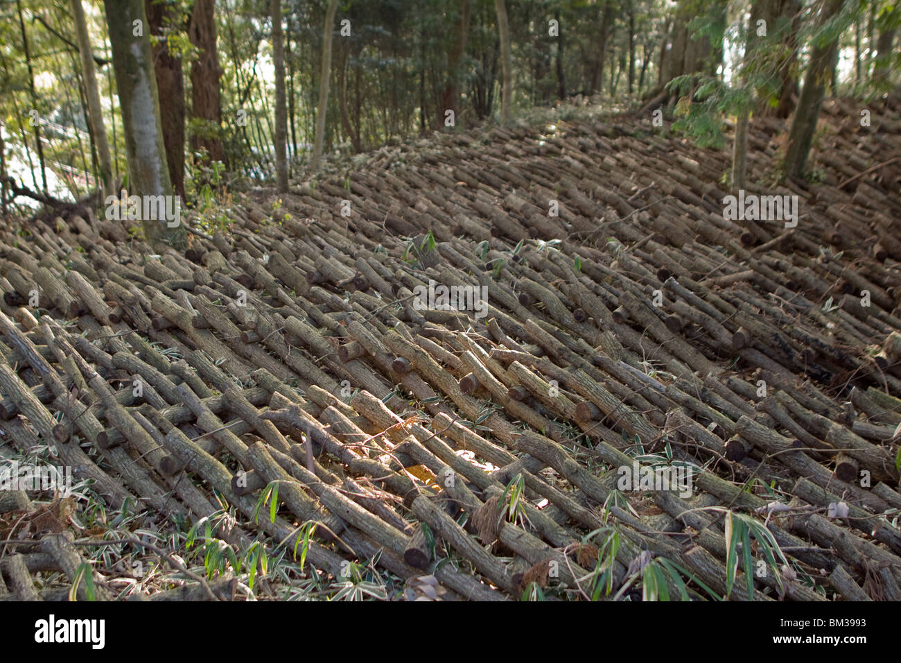 Shiitake Mushroom Cultivation in Japan Stock Photo