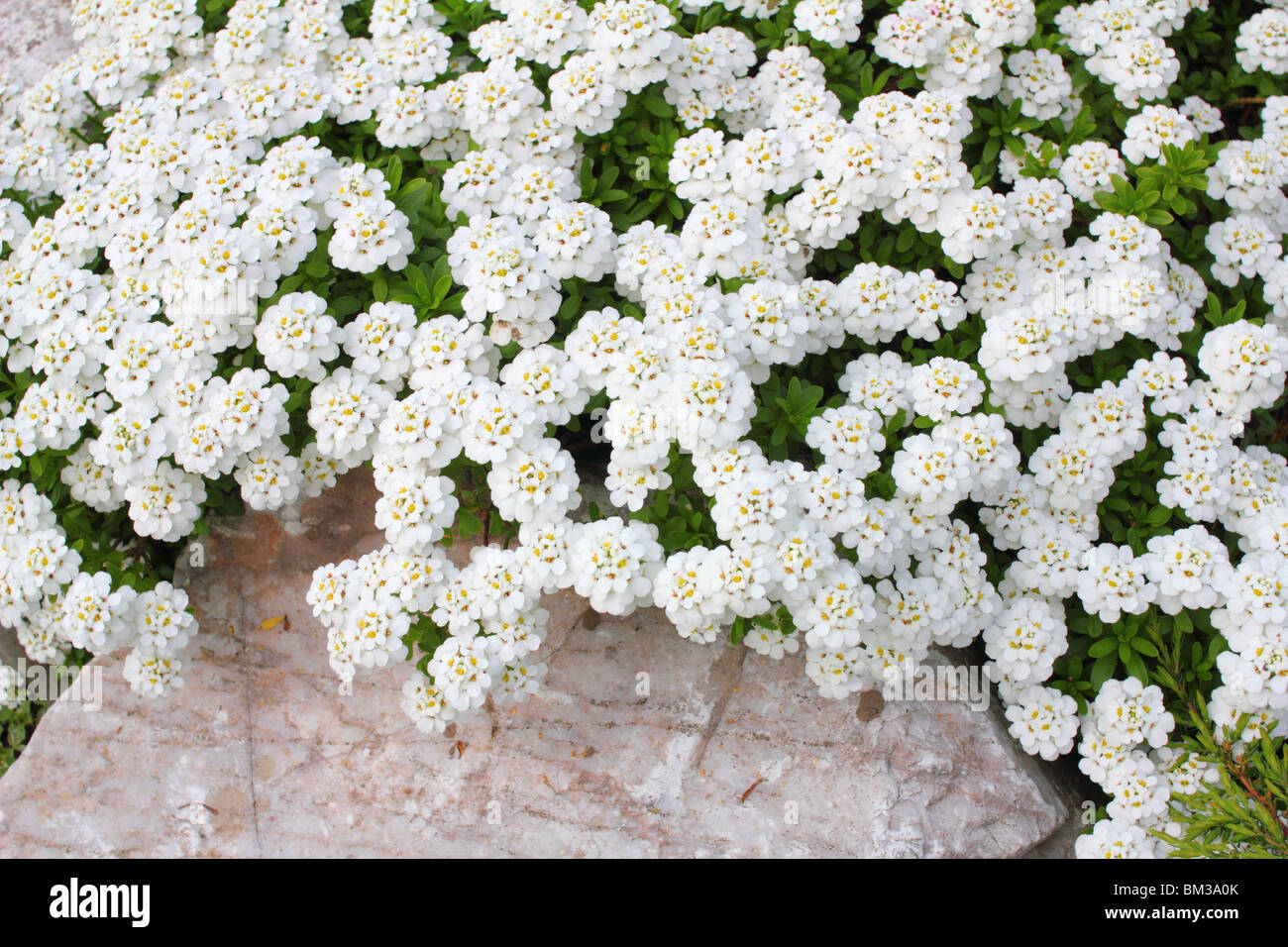 Evergreen candytuft white spring flowers Iberis sempervirens 'Schneeflocke' Stock Photo