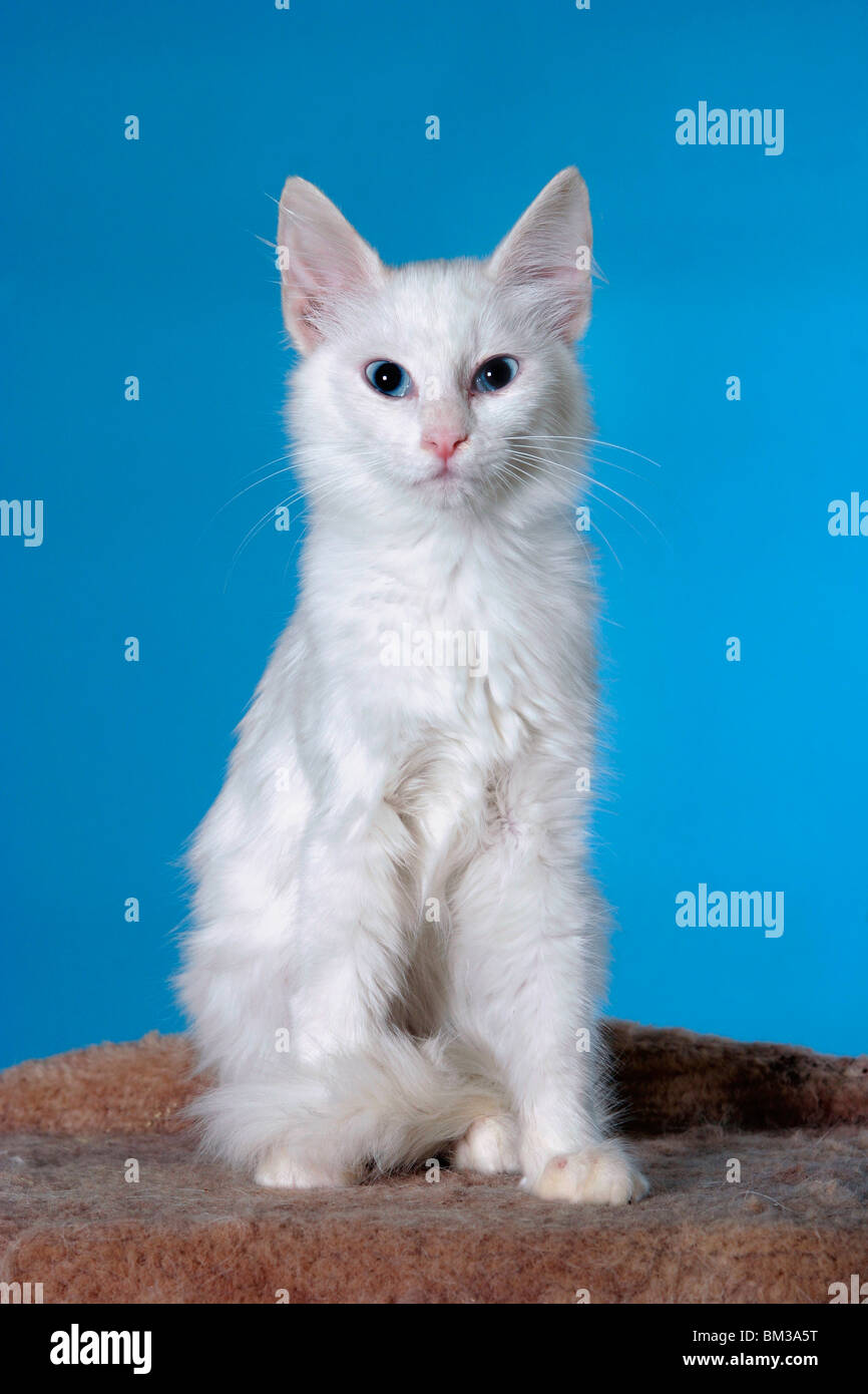 weiße Katze / white cat Stock Photo