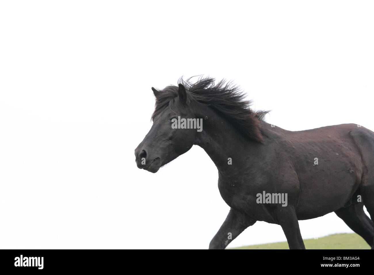 Horse running Stock Photo