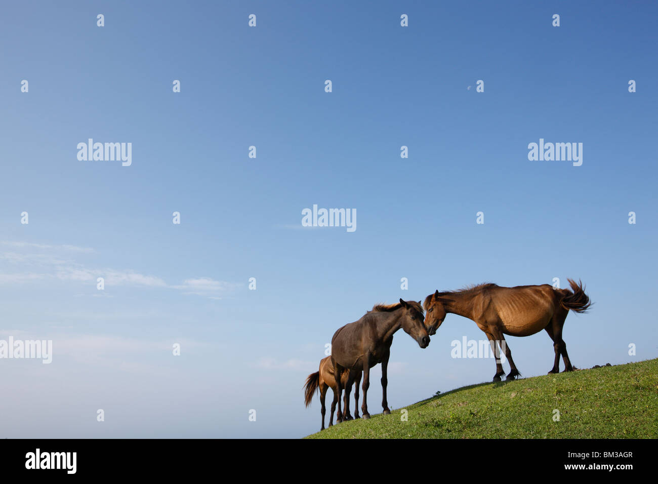Three horses on a hill Stock Photo