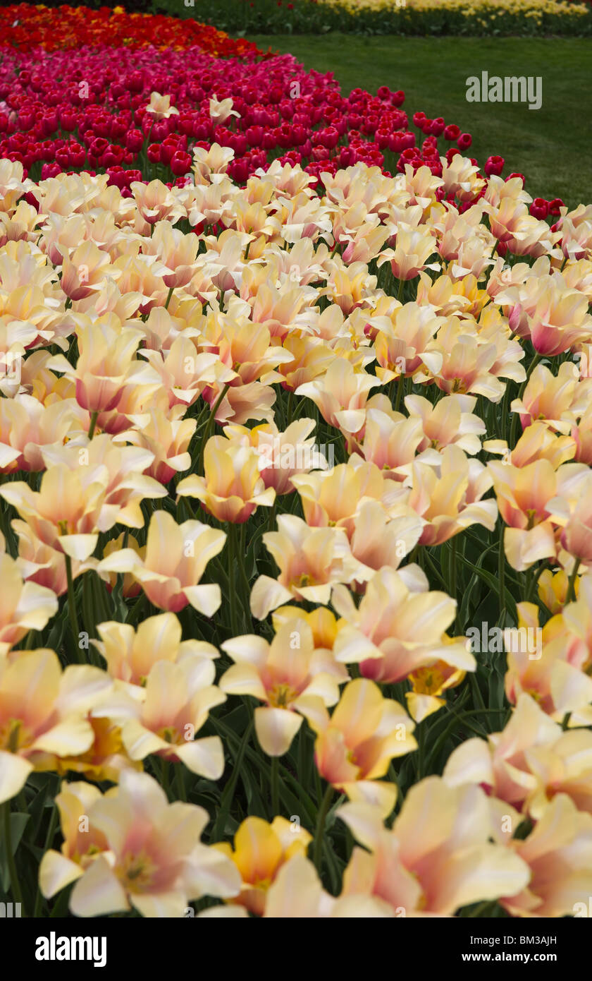 Blooming Orange Blushing Lady tulips field in Holland Michigan from above top view hi-res Stock Photo