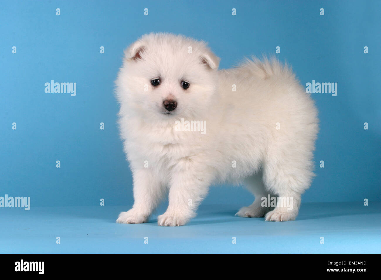 Spitz welpe pomeranian puppy hi-res stock photography and images - Alamy