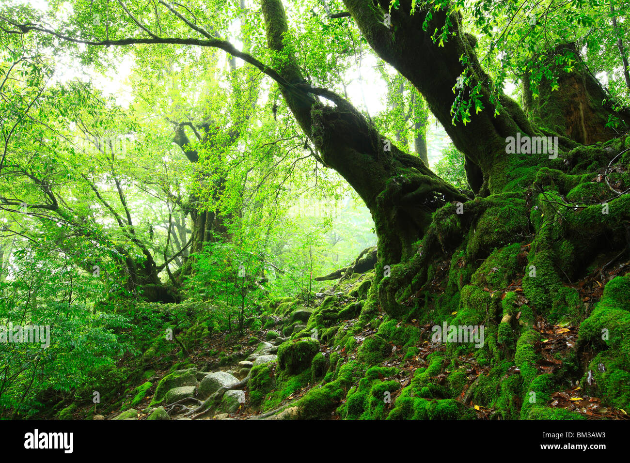 Forest, Yakushima Island, Kagoshima Prefecture, Kyushu, Japan Stock Photo