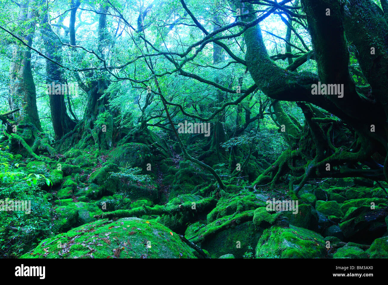 Forest, Yakushima Island, Kagoshima Prefecture, Kyushu, Japan Stock Photo