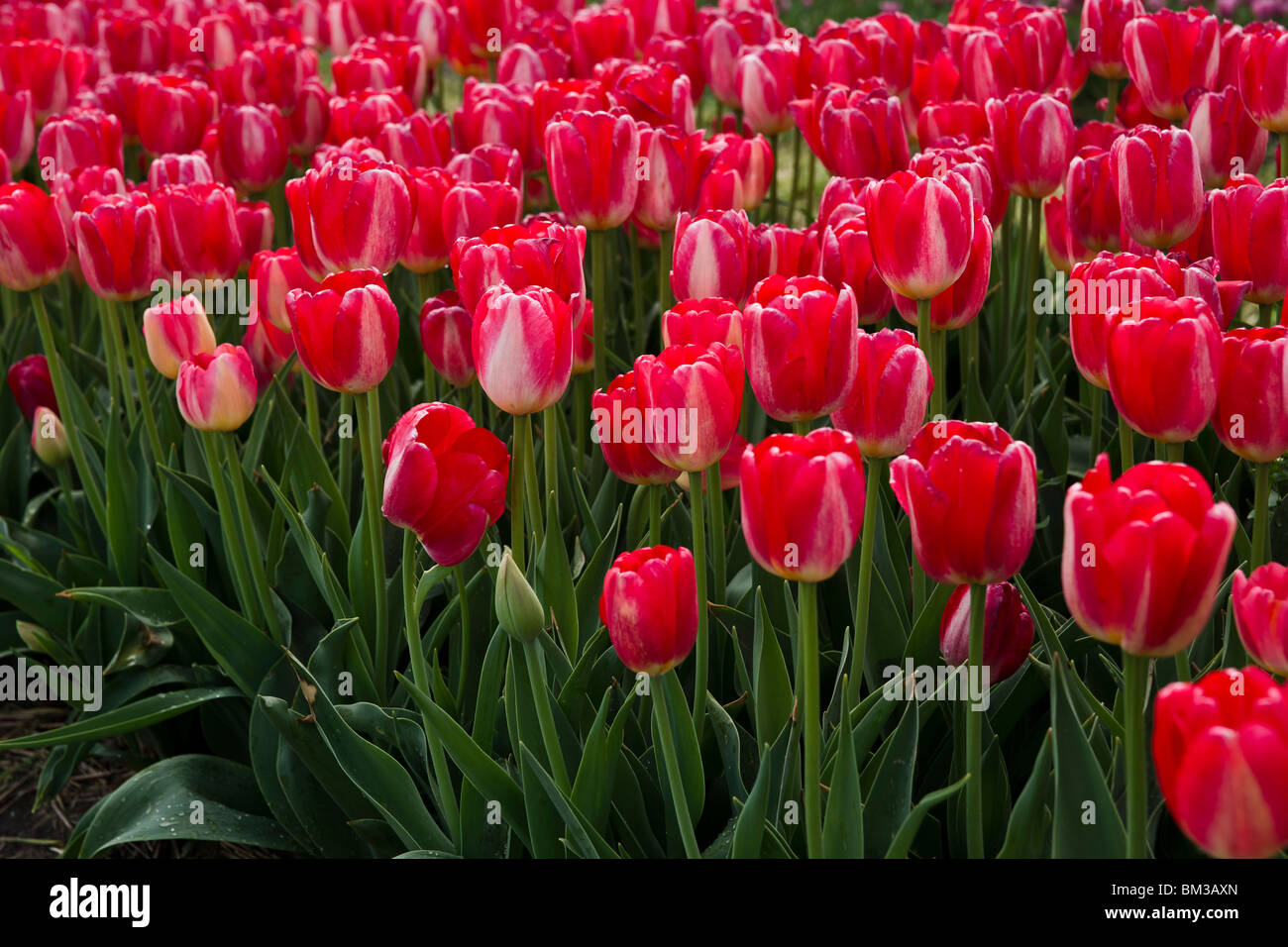 A filed of blooming multicolored Preludium red rose tulips in Holland