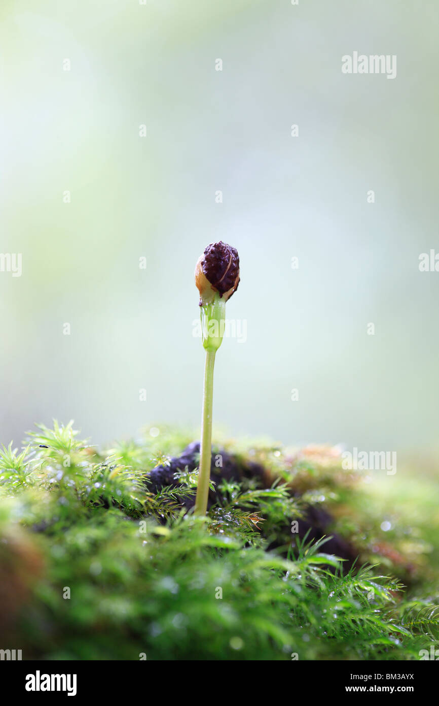Sapling growing from tree stump, Yakushima Island, Kagoshima Prefecture ...