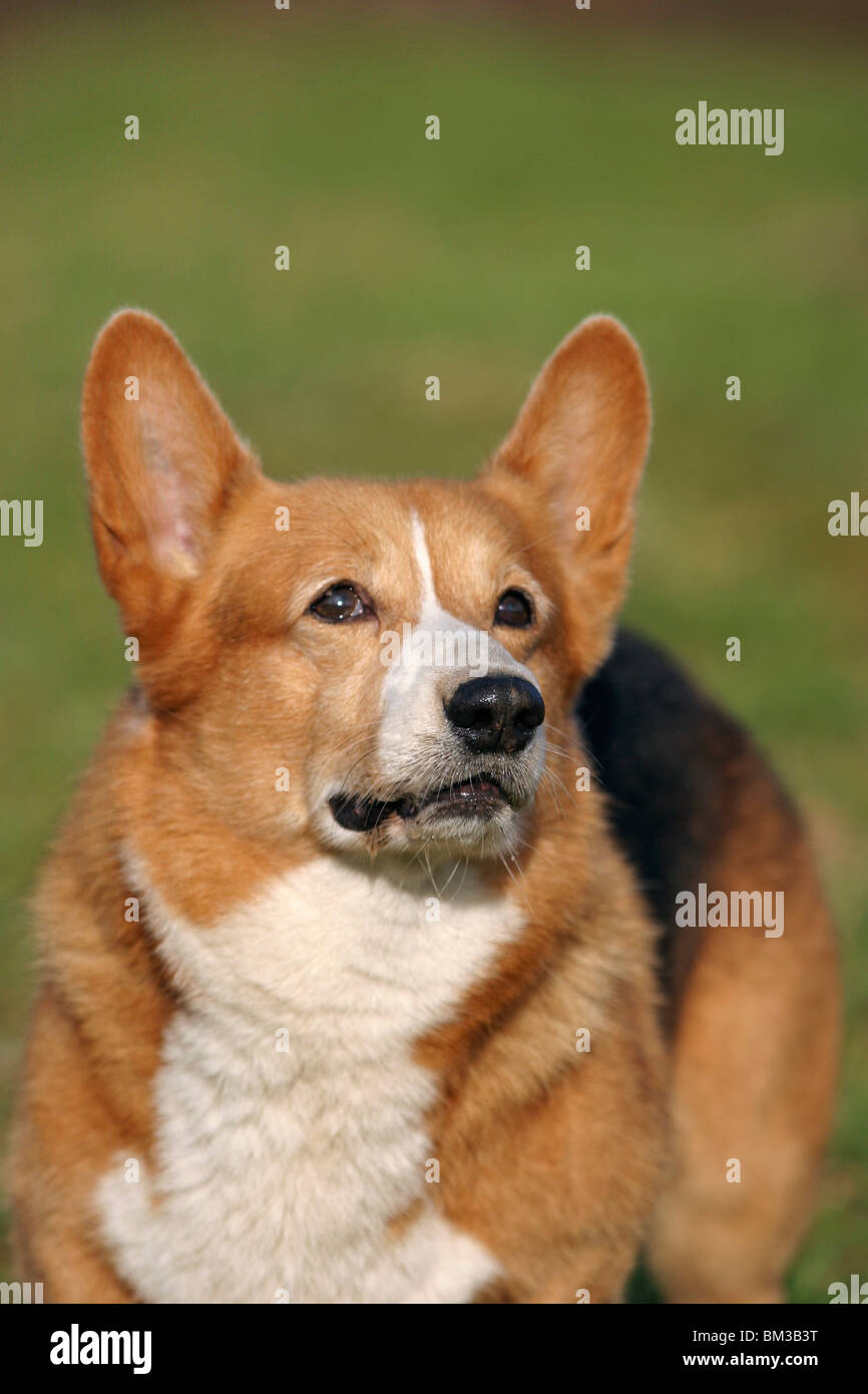 Welsh Corgi Pembroke Portrait Stock Photo - Alamy
