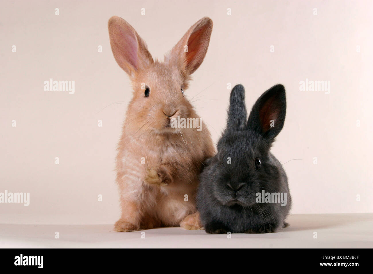 Kaninchen / rabbit Stock Photo - Alamy