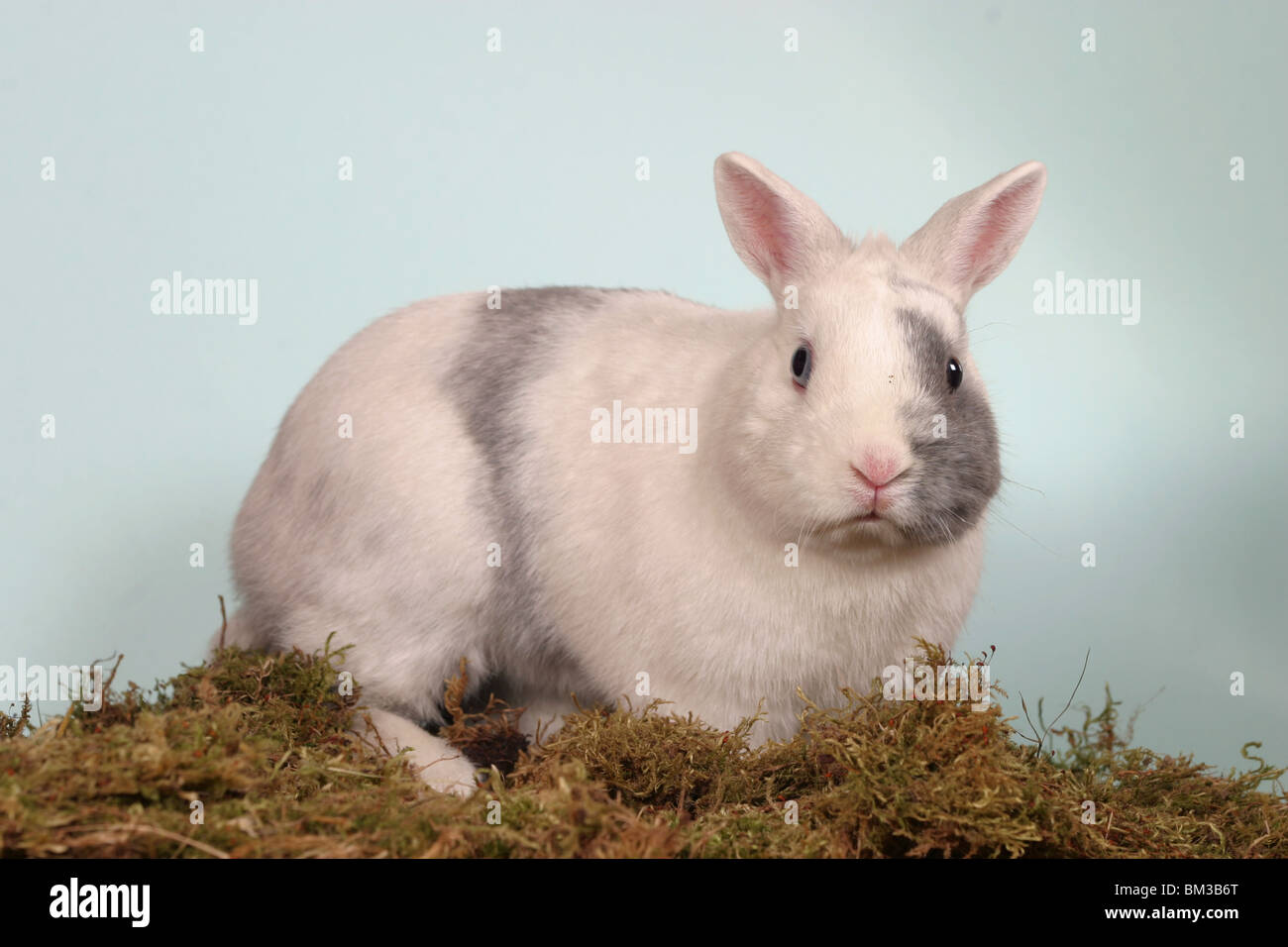 sitzendes Zwergkaninchen / sitting bunny Stock Photo