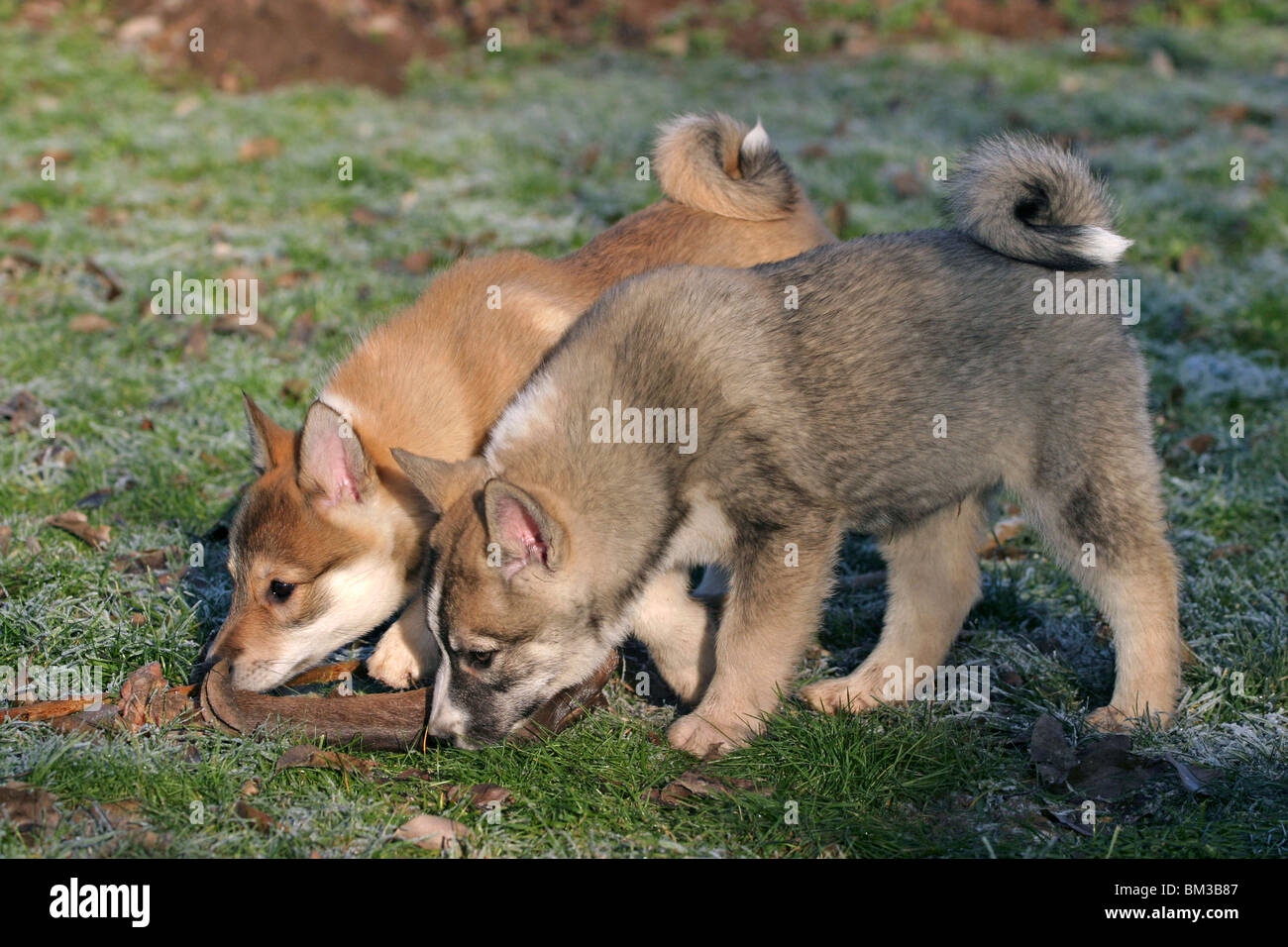 Westsibirischer Laika Welpen / laika puppies Stock Photo