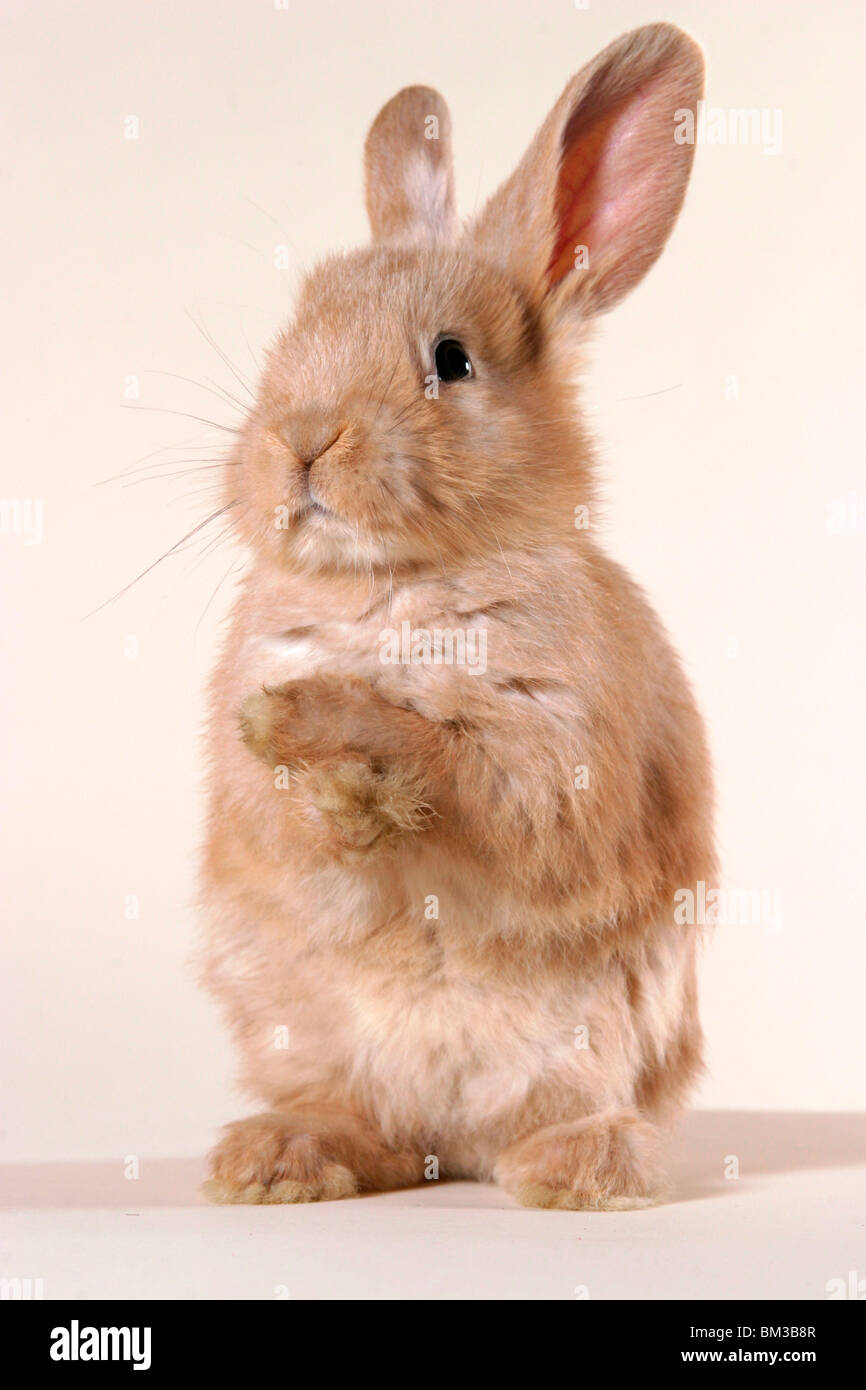 Kaninchen / rabbit Stock Photo - Alamy