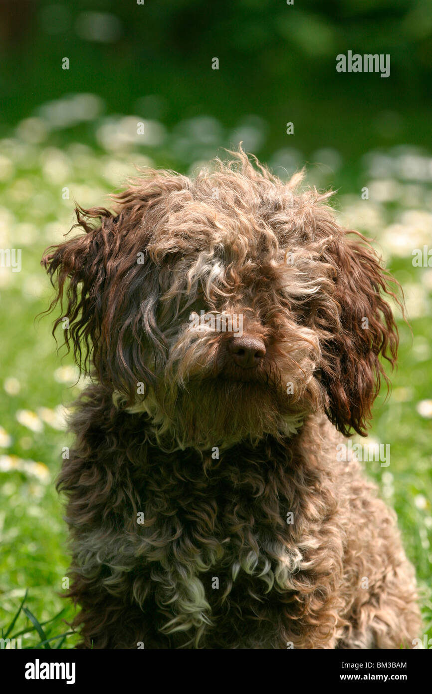 Bolonka zwetna Portrait Stock Photo Alamy