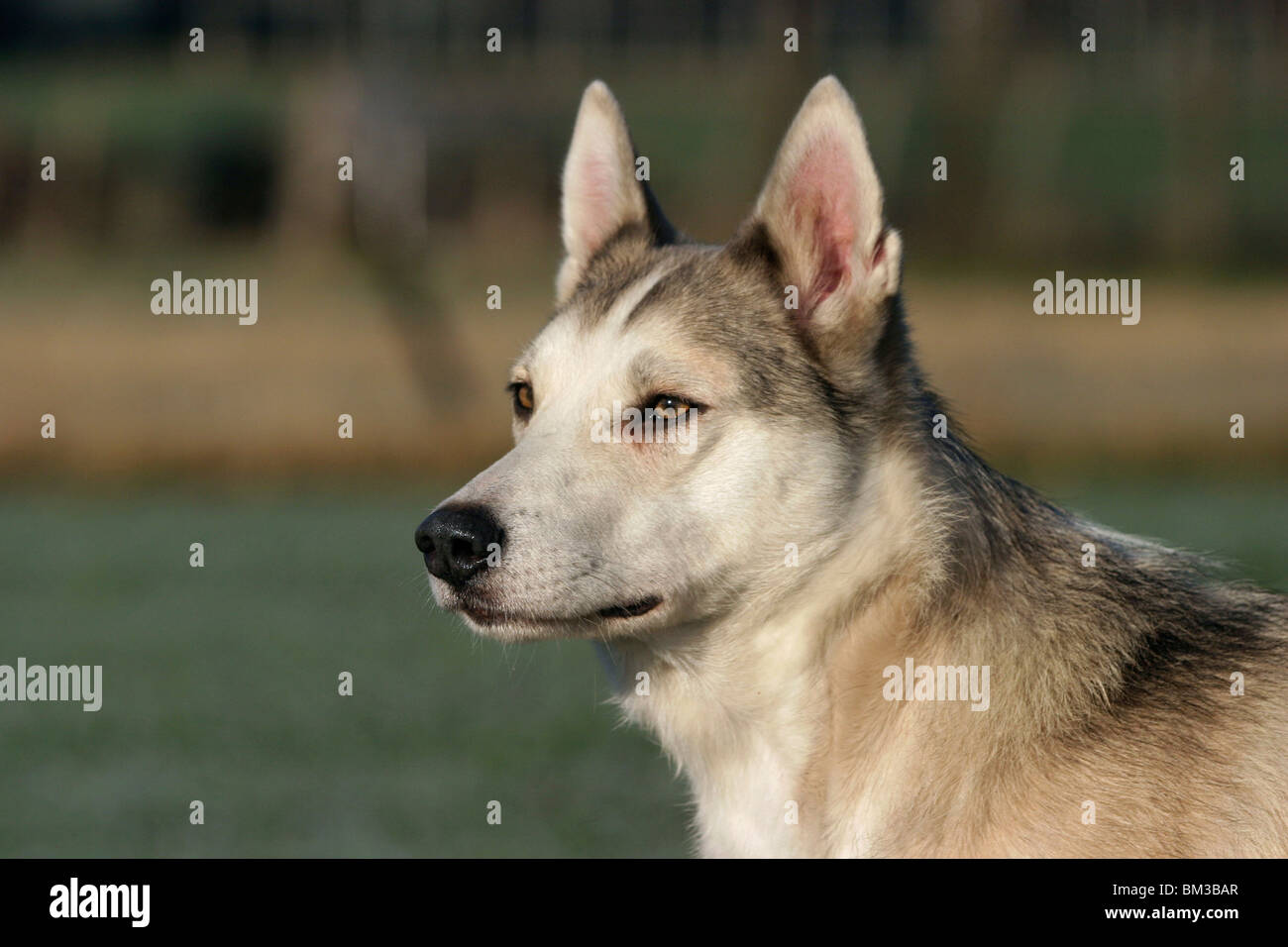 Westsibirscher Laika Portrait Stock Photo - Alamy