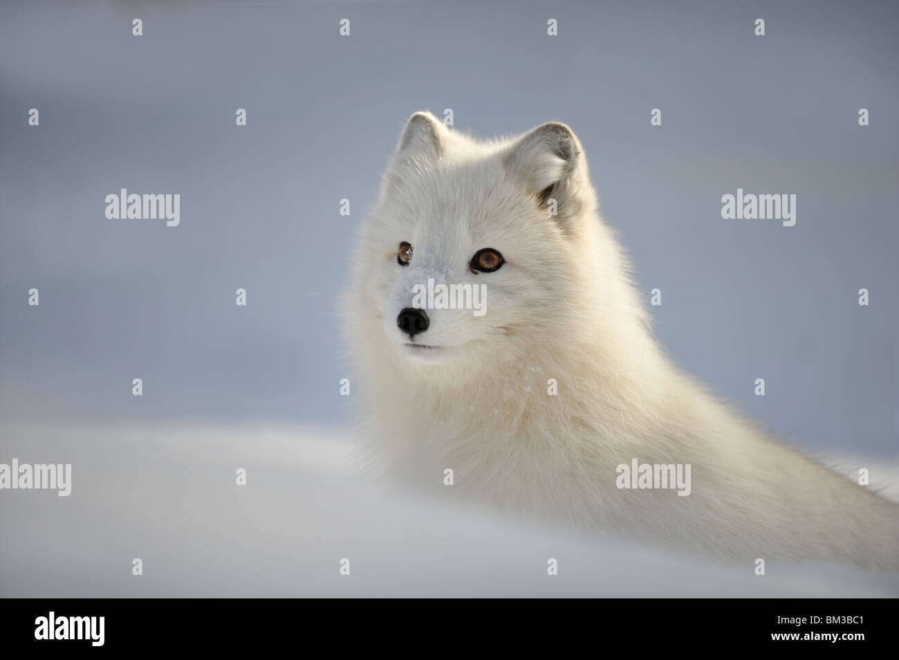 Arctic Fox (Alopex lagopus), in winter coat, portrait. Stock Photo