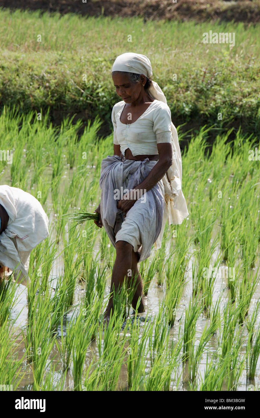 women agriculture workers in paddy fields,kerala,india,asia Stock Photo