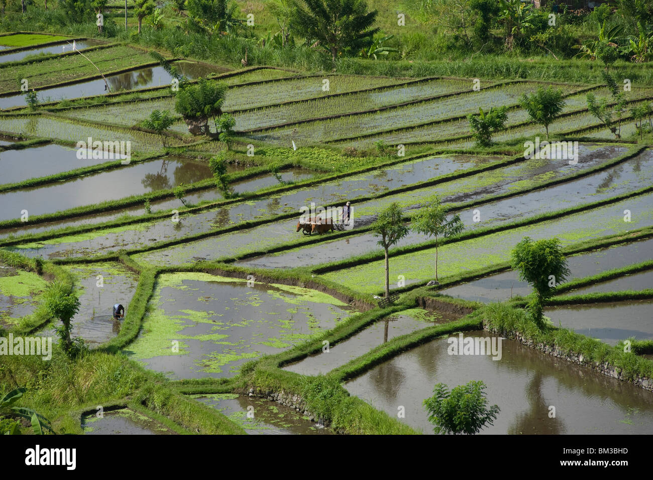 Bali, Indonesia. ricefields. Along the road to Amed, Eastern Bali Stock Photo