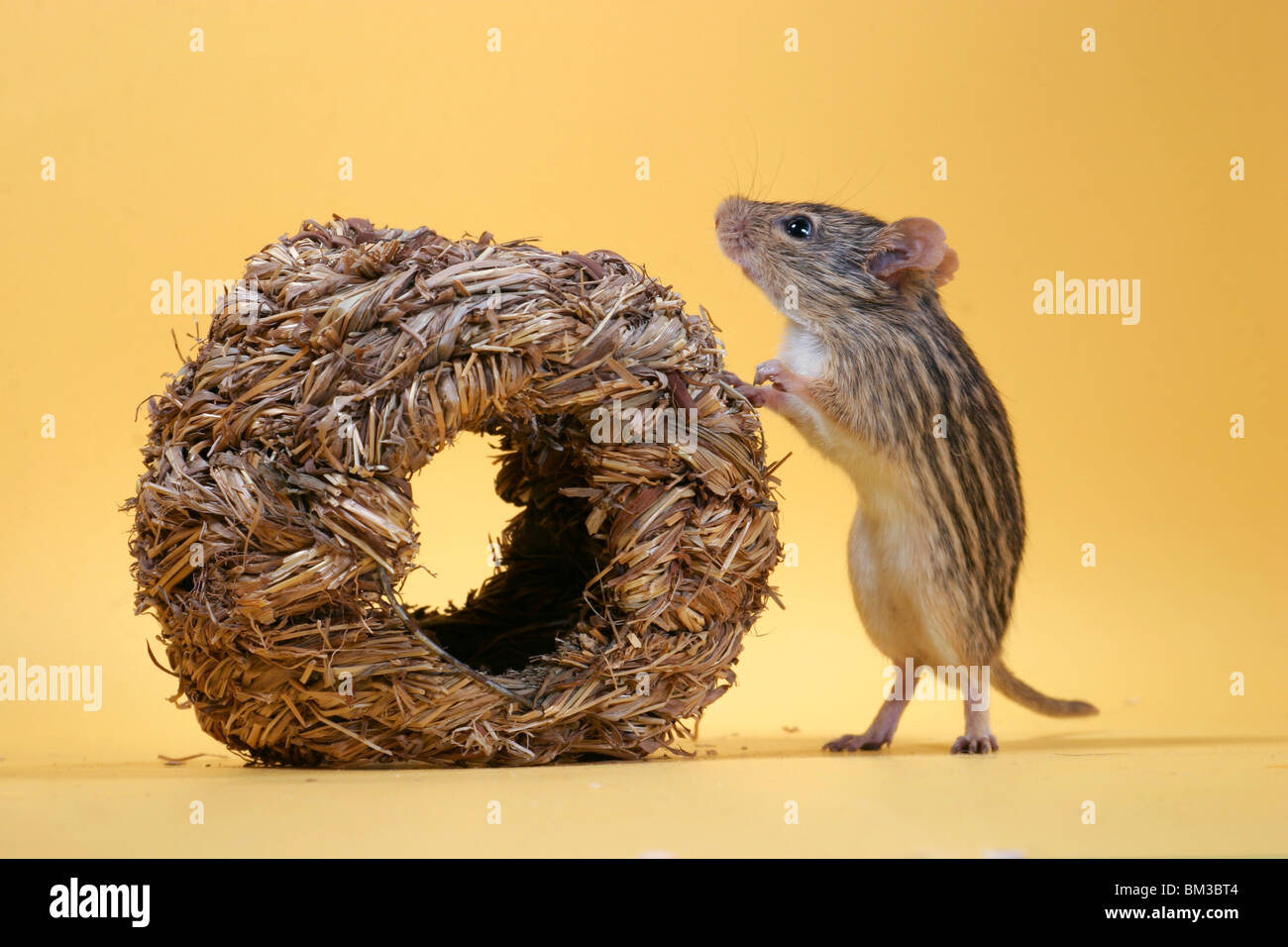 Afrikanische Streifengrasmaus / mouse Stock Photo