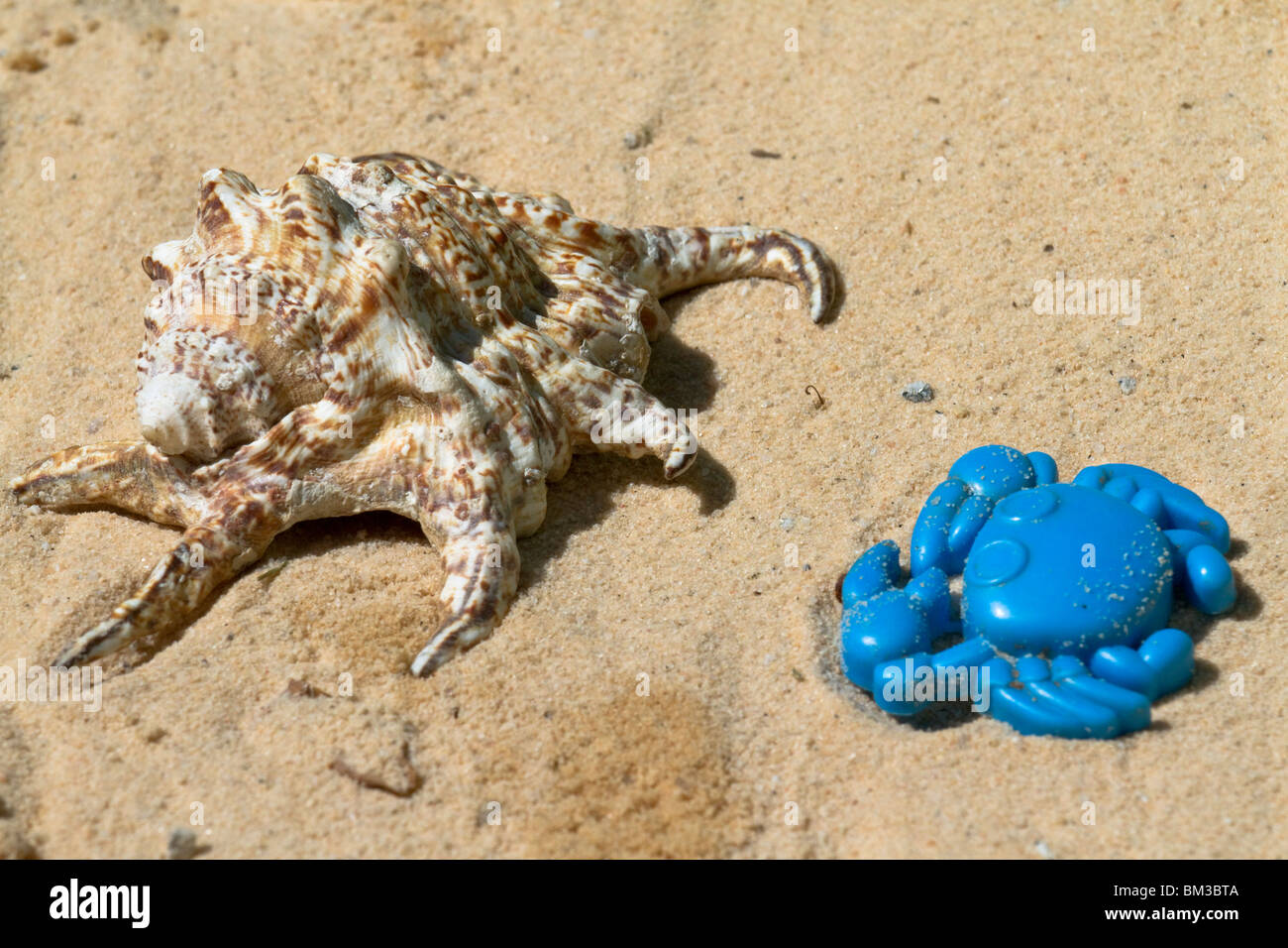 Rugosa Spider Conch Sea Shell and toy crab on a sand beach, South